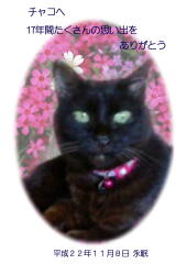 チャコちゃんのメモリアル写真　ペット葬儀日：２０１０年１１月８日　千葉県よりご依頼